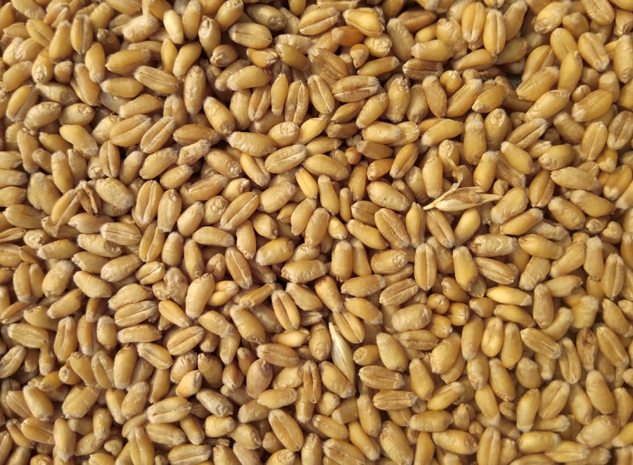 백태 콩 5kg